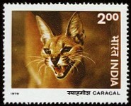 Caracal