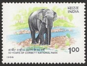 Indian Elephant