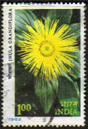 Showy Inula