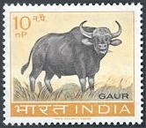 Gaur