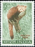 Lesser Panda