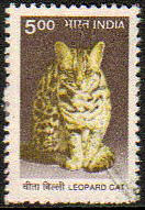 Leopard Cat