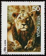 Asiatic Lion