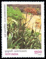 Ghritkumari (Aloe barbadensis)