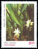 Haridra (Curcuma longa)