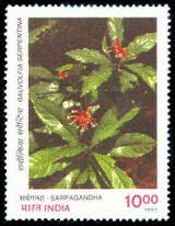 Sarpagandha (Rauvolfia serpentina)