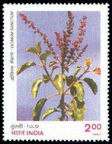 Tulsi (Ocimum sanctum)